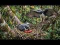Born to Kill: Harpy Eagle’s Brutal 195 Day Survival Journey