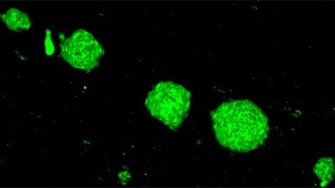 Neutrophil-inspired propulsion