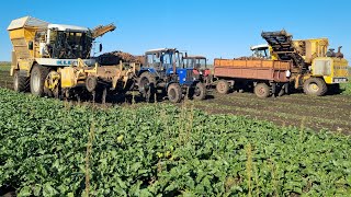 видео: Уборка сахарной свёклы 2023. Свеклоуборочный комбайн KLEINE SF 10. Будни тракториста картинка: Уборка сахарной свёклы 2023. Свеклоуборочный комбайн KLEINE SF 10. Будни тракториста