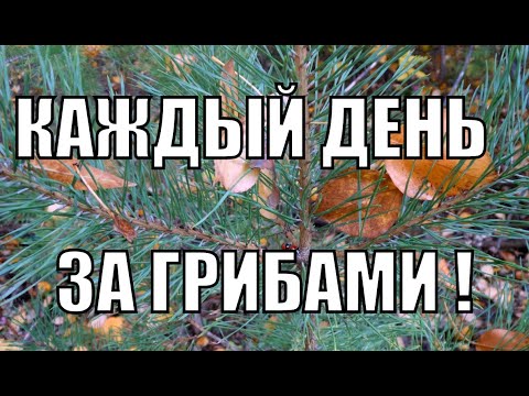 Сбор Грибов Продолжается!ОПЯТА,РЯДОВКИ,ВЕШЕНКИ..ЧТО это за Грибы?
