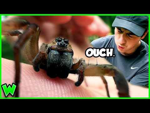 Video: Är vargspindlar skadliga?