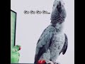 African Grey Parrot says Go Corona Go #Shorts