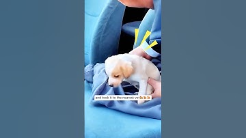 Kind man rescued a puppy stuck in the fence