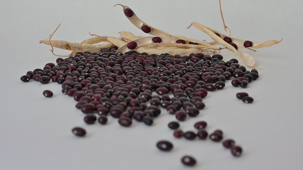 Tiempo de legumbres en Anguiano y Santurde de Rioja