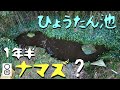 ナマズの稚魚を放して1年半、ひょうたん池の水を抜いてみると…?