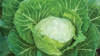 Growing Cabbage