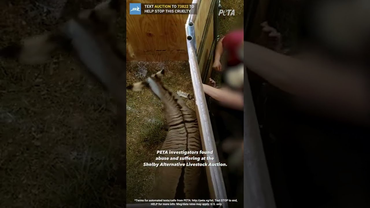 BREAKING PETA Exposes An Exotic Animal Auction Shorts