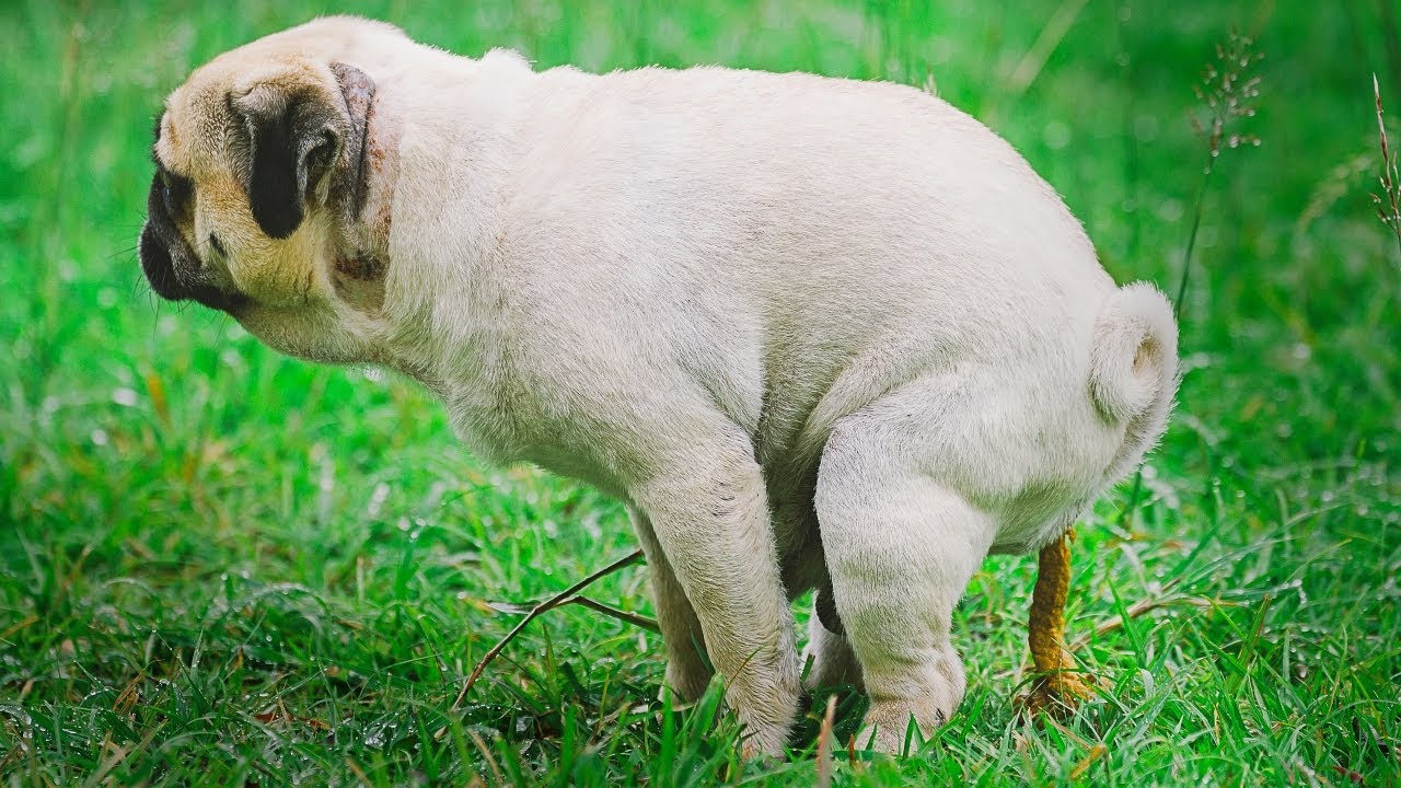 How To Treat Giardia In Dogs YouTube