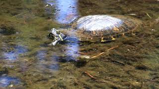 2 Minutes and 49 seconds: Turtles and Waterfalls (4K)