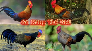 Khám Phá Gà Rừng - Loài Chim nổi bật và độc đáo trên Thế Giới || Đạt Bird TV