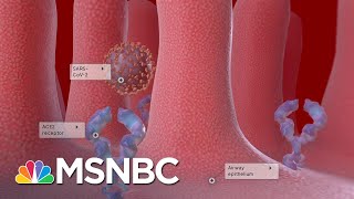Researchers Hopeful A Coronavirus Vaccine Will Be Available Next Year | The Last Word | MSNBC