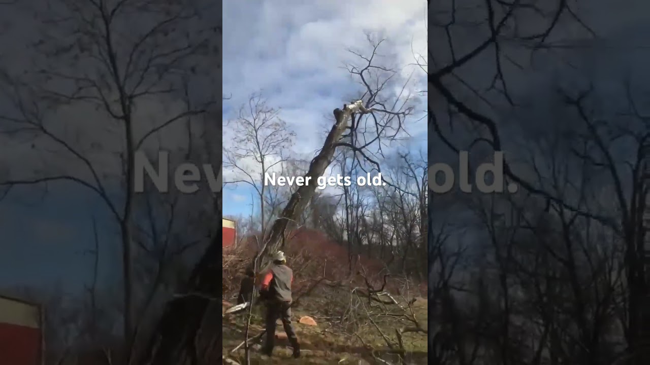 Guarda Never gets old. #arborist #bluecollar #tree #mechanic #machine #stihl #creeksquad #treecare #viral su YouTube Guarda Never gets old. #arborist #bluecollar #tree #mechanic #machine #stihl #creeksquad #treecare #viral su YouTube