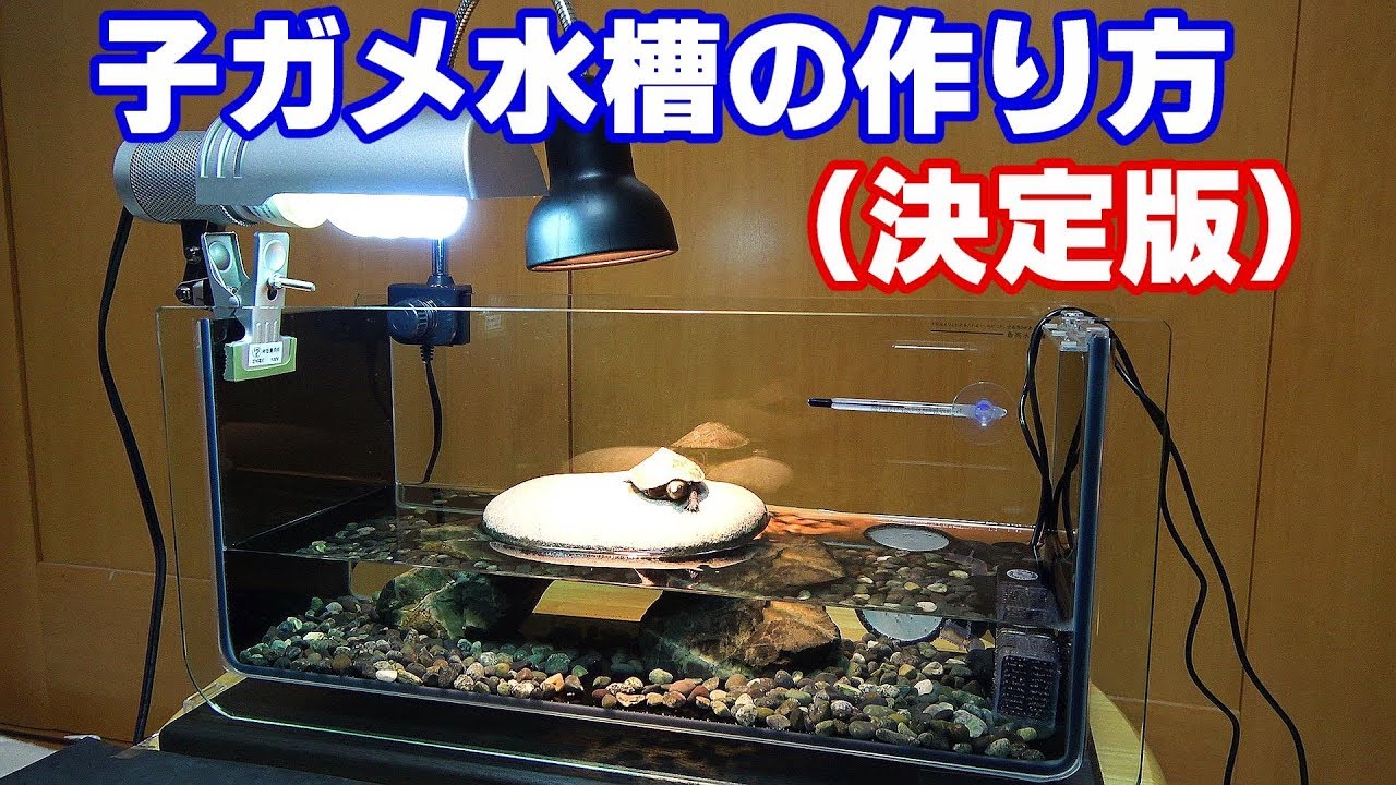 子亀 水ガメを水槽で飼育する方法 寒さ対策 決定版 Youtube