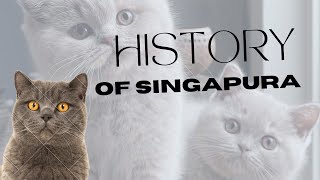 Funny animal Videos 2023 10 Cat Facts| Compilation Cute moment of animals| Singapura cat history #4k