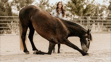 Teaching Your Horse to Bow