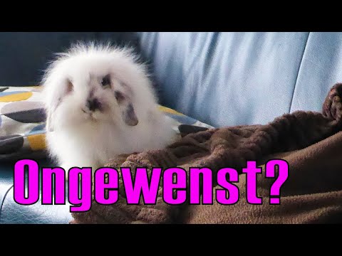 Video: Moet ik mijn konijnenkooi 's nachts afdekken?