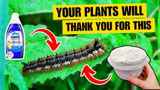 Natural Caterpillar Control That ACTUALLY Works 🐛 (No Chemicals Needed)