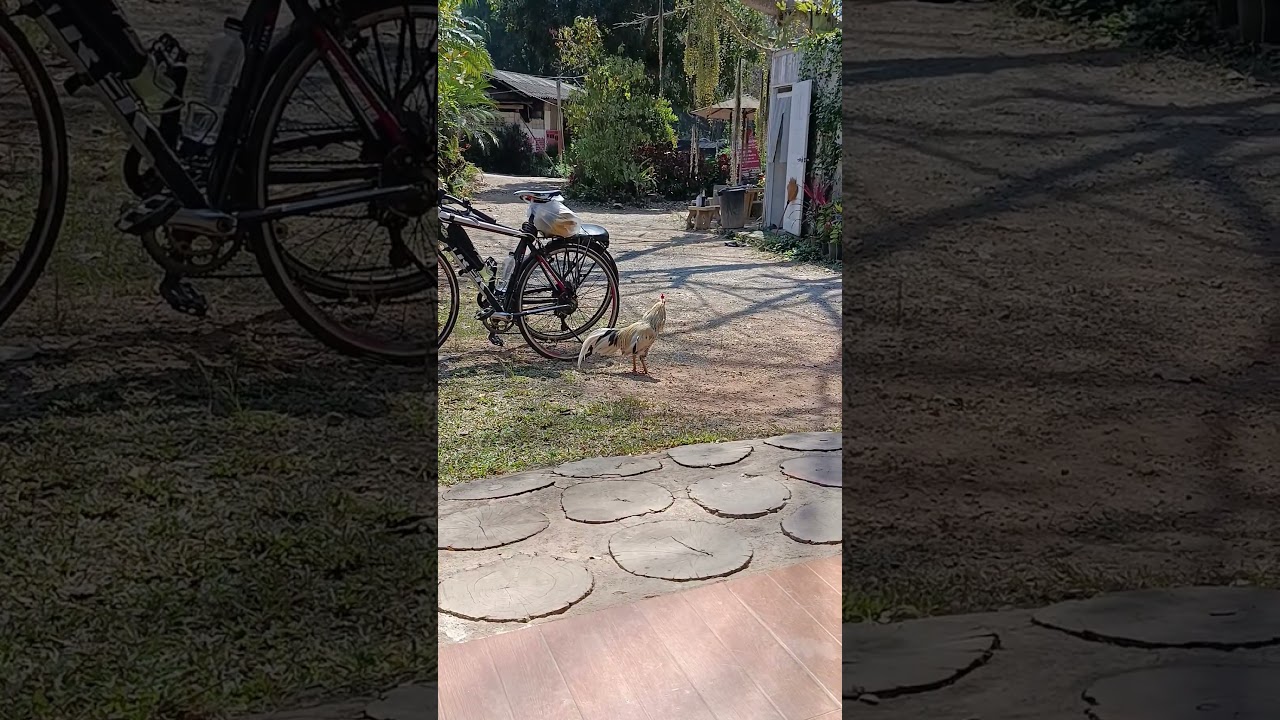 Наши велосипеды выглядят подозрительно в отдалённой деревне.