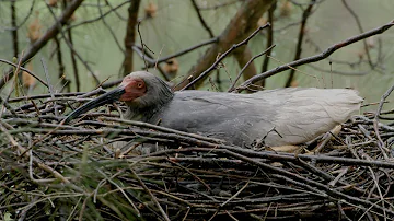 CGTN Nature: Qinling Mountains Series | Episode 10: Warmth of Love