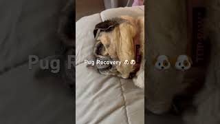 After 2,000 miles the Pugs were tired.