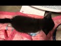 【成長見守り#6】今日は22時22分〜にゃんとライブ🐈️