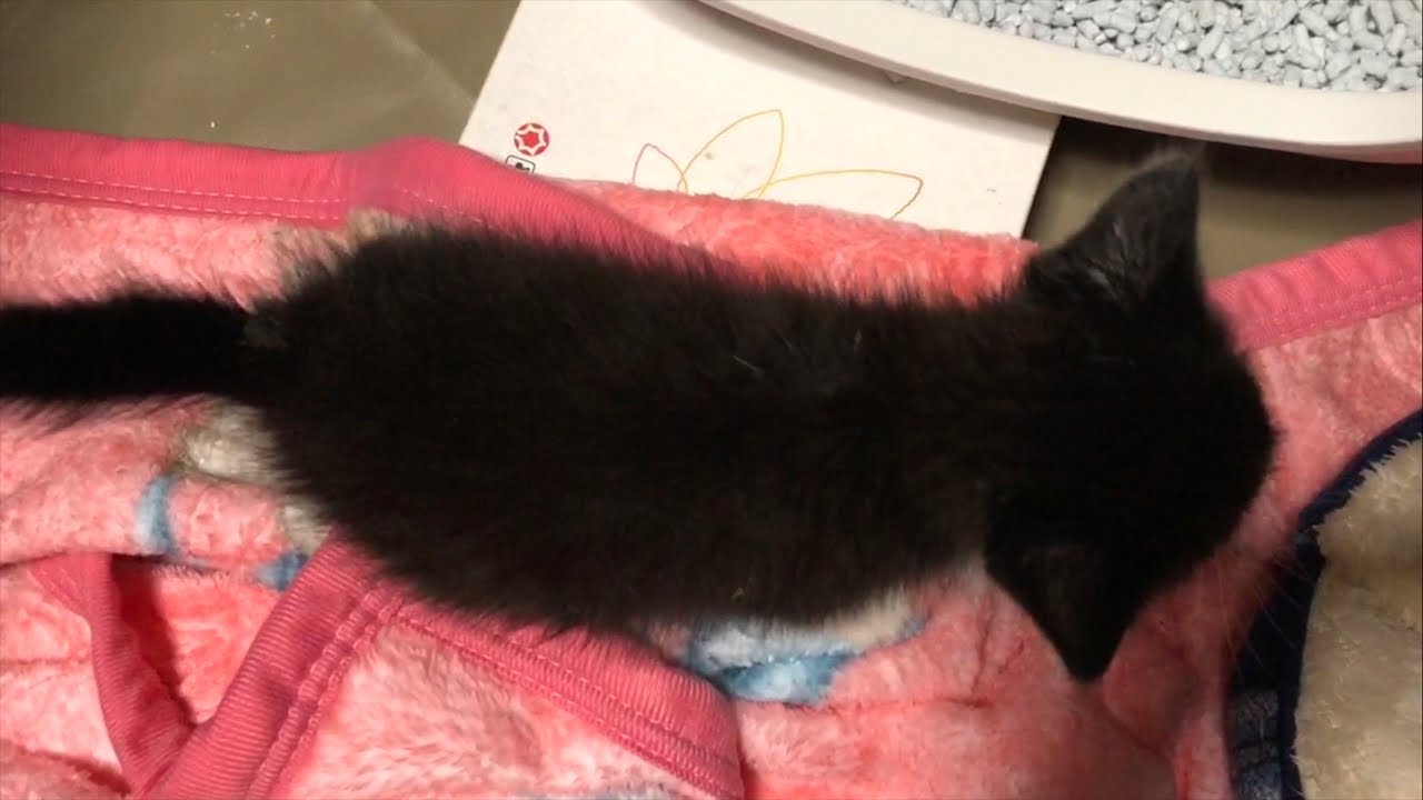 【成長見守り#6】今日は22時22分〜にゃんとライブ🐈️