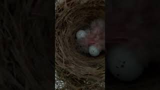 Baby birds above my garage 2