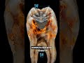 Are teeth flexible?