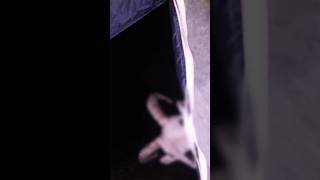 Lenda Da Cabra Cabriola A Endiabrada Criatura