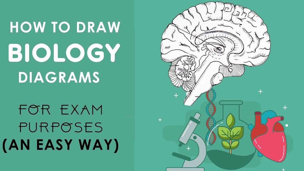 HOW TO DRAW  BIOLOGY DIAGRAMS  in an EASY  WAY Class 10 to 