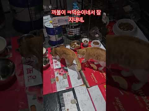 덕순이네 가족#덕순 #삼형제집사 #휴일 #부산강서구