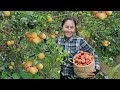 Harvest chanh dao and goes to the market sell  vietnamese harvesting