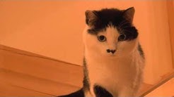 Kuruneko0214 Youtube