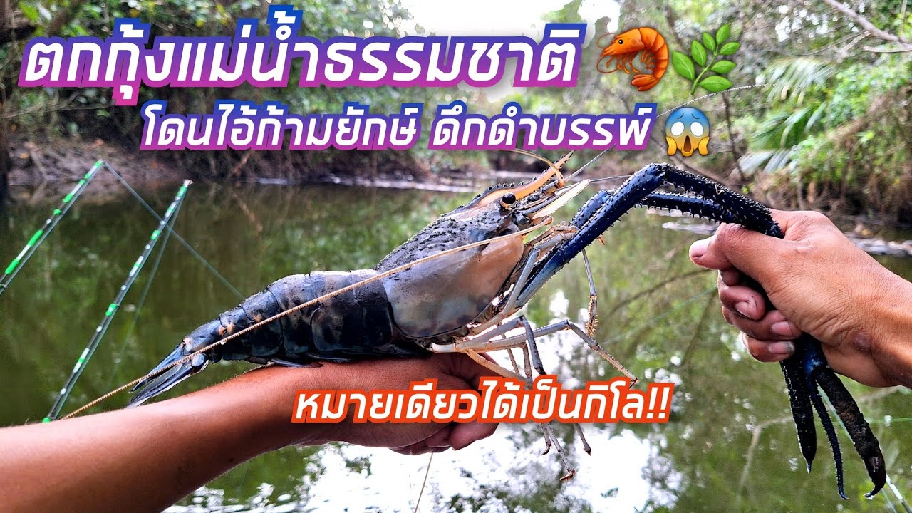 ตกกุ้งแม่น้ำธรรมชาติ🦐🌿 โดนไอ้ก้ามยักษ์ เกือบเท่าแขน!! หมายเดียวเป็นกิโล ยกมันส์มาก