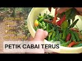 CABAIKU BERBAKTI TERUS MESKI TIDAK PERNAH DIRAWAT || Hanya mengandalkan air hujan, cuma 1x pupuk