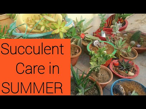 SUCCULENTS & CACTUS care TIPS in SUMMER