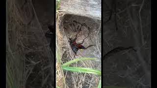 Check out Boris The Spider! He’s a Funnel Weaver living in my yard & is absolutely massive