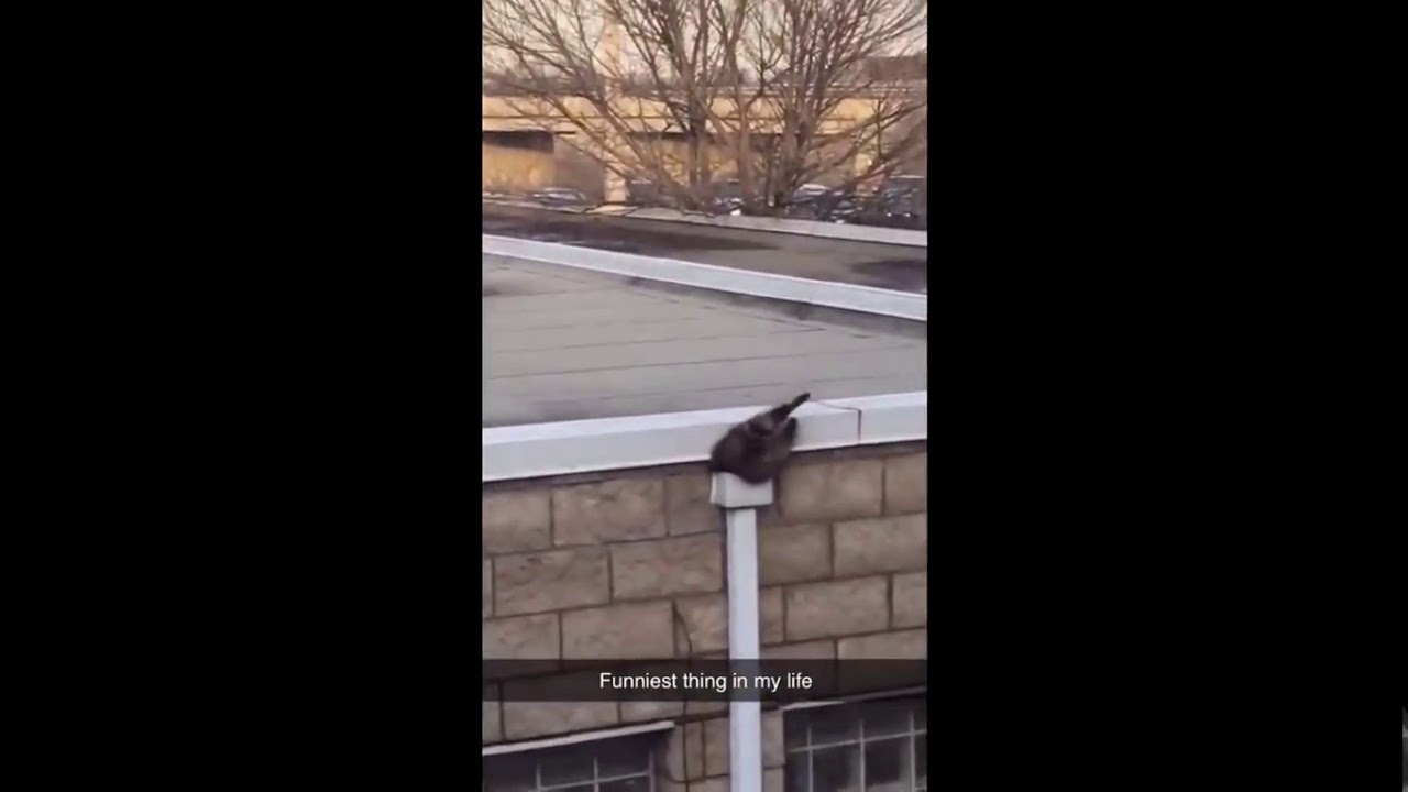 Raccoon Squeezing Down A Gutter Tiktok