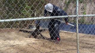 Thompsons Kennels Proudmary Enough Said