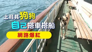 土耳其狗狗自己搭車搭船 網路爆紅 | 台灣新聞 Taiwan 蘋果新聞網