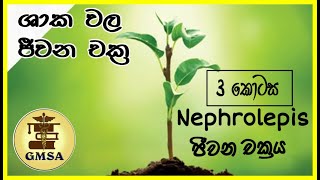 උසස් පෙළ ජීව විද්‍යාව, ශාක වල ජීවන චක්‍ර, තෙවන කොටස By-Dinitha Induwara Perera