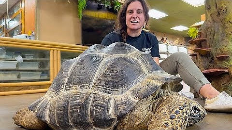 Everything You Need to Know About Tortoises🤩