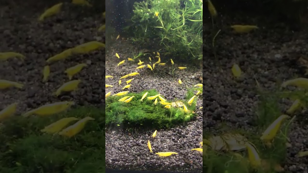 Gelbe Garnele Neon Stripe, Yellow Fire Neon Stripe - Garnelen-Guemmer