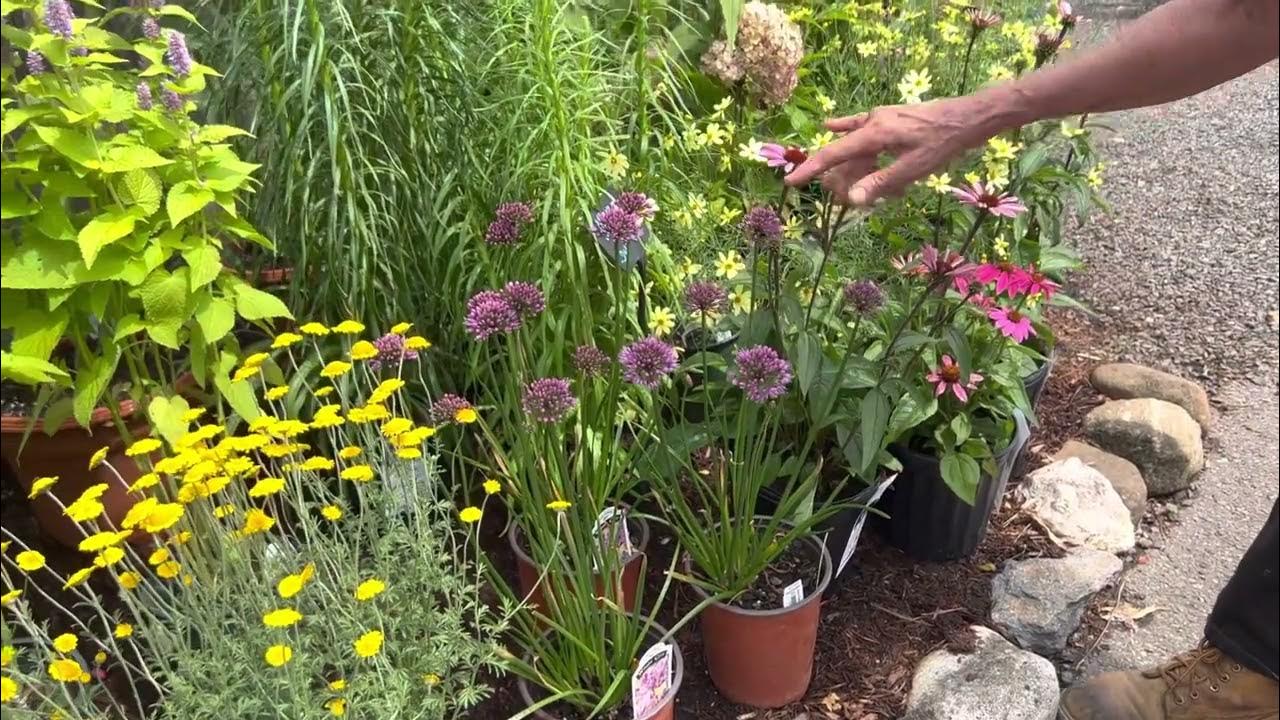 How to Combine Plants in Your Garden YouTube