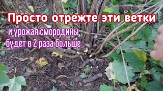 видео: Обрезка смородины осенью - правильная обрезка повысит урожай даже на старых кустах картинка: Обрезка смородины осенью - правильная обрезка повысит урожай даже на старых кустах
