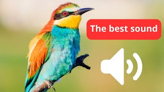 صوت الوروار للصيد , صوت مميز , the best sound birds