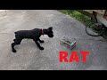 Giant schnauzer pup vs rat  morning exercise