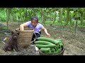 Harvesting hanging luffa  making 30 duck egg nests visit the melon garden with dog ngiu