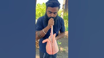 How lungs🫁 work |🐐lungs #experiment #shots #lungshealth #biology #breathing #goat #health #tamil