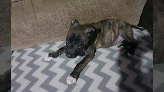 Tripe My Staffordshire Bull Terrier Puppy